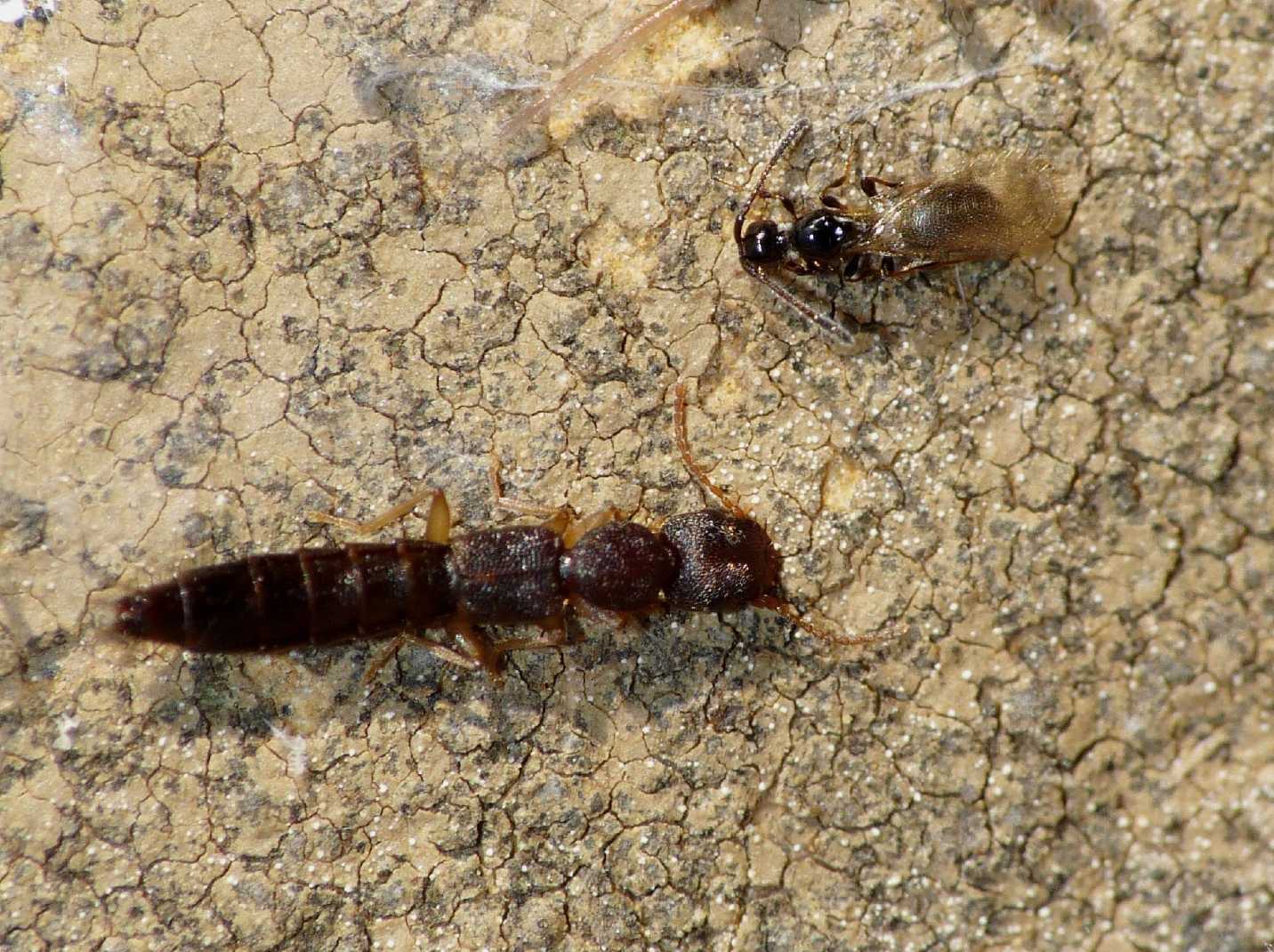 Piccolo Staphilinidae